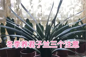 冬季家庭养君子兰三个禁区，兰友们千万不要去碰。视频封面