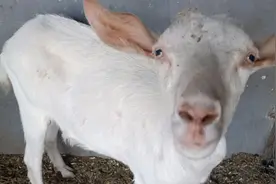 这只母山羊品种怎么样萌萌哒大耳朵往外摆，买来一年肚子都没动静