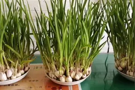 大蒜发芽不要扔，做成水培蒜苗，方法非常简单，不用买蒜苗了视频封面