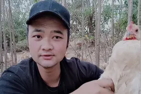 鸡走路一拐一拐地，喂什么第二天就好，养鸡技术分享