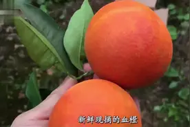 又到吃橙子的夏天，小伙想吃哪个随便摘，红色果肉特别甜视频封面