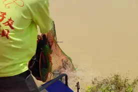 滑口罗非鱼，正确调漂，全程连杆视频封面