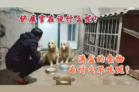 千万不要低估金毛的适应能力，剩菜剩饭一样可以把它养的白胖哒