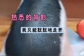 小猪劈叉：论腹肌是如何形成的，看了它你就知道了