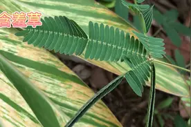 身边的草药（208），含羞草，清热利尿化痰止咳安神止痛的草药视频封面