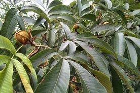 你吃过山核桃，你见过山核桃树吗