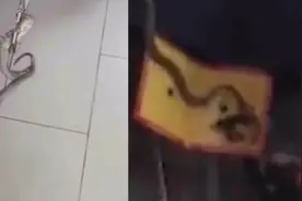 广东中山一活蛇钻进民宅，与消防一番过招，却不慎掉入鼠胶被捕视频封面