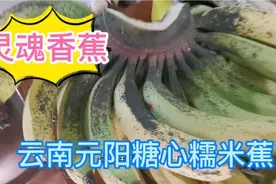 放半个月不会坏的香蕉，称是纯天然的云南元阳糖心糯米蕉，真假？视频封面