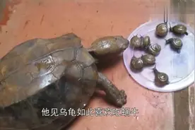 男子把蜗牛捞回来给乌龟吃，他养了很多乌龟！