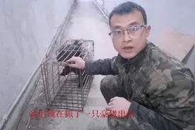 豪猪哥阿曾挑选商品猪，用铁笼装起来鉴别公母，还是很简单的视频封面