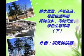 碧水盈盈芦苇丛丛，尽显自然和谐 花的故乡鸟的天堂 绿色生态环境视频封面