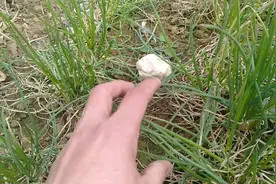 实拍河南驻马店，“葱”对鼻塞的强大功能，快来了解一下视频封面