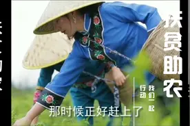土家族上千年历史“莓茶”神仙茶#张家界莓茶#扶贫助农视频封面
