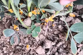 花生开始下针，能否入土结果受啥影响？ 第一对侧枝与墒情啥样？