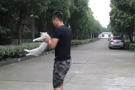 铲屎官带着猫咪转圈圈，没想到猫咪也会被转晕，走路都变成漂移了视频封面
