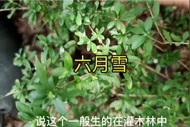 听说过六月飘雪，必定有冤案，那只是传说，有一种植物就叫六月雪