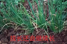 用这种方法摘香葱，拔了还会继续长，地里香葱多得吃不完