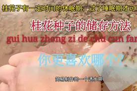 路边拾到桂花种子，水藏让它渡过睡眠期，才能在10分发芽哦视频封面