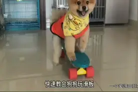 铲屎官们看见别人家的狗狗会滑滑板车是否很羡慕呢下面我来教大家