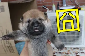 中华田园犬小奶狗13天就睁眼了，肥嘟嘟沉甸甸，近看全是囧脸视频封面
