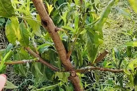 桃树一般在３月中下旬至４月上旬进行嫁接，秋季嫁接到底怎么样？视频封面