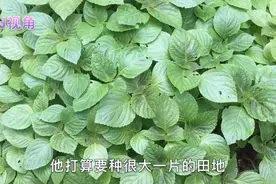 长知识！来认识新植物，还以为是野草，殊不知是白芝麻