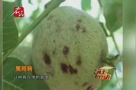 核桃黑斑病防治视频封面