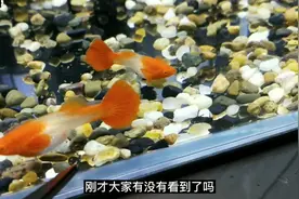 孔雀鱼吃自己的小鱼苗？大家注意这些孔雀鱼；临产要提前做好准备视频封面