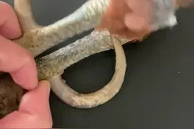 #文玩鸡爪骨 #文玩鸡爪骨制作流程介绍 这对再长两年就能成环！可惜了80万😂#公鸡中的战斗鸡 #公鸡中的战斗机欧耶 @贤子学堂 视频封面