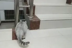 为什么猫咪要一直盯着一个位置看看。视频封面