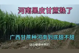 河南黑皮甘蔗熟了，亩产高达15000斤，三根才卖10元老板能赚钱吗视频封面
