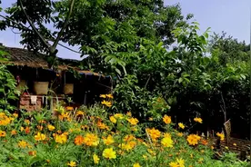 吃卤肉很简单，幺妹儿用卤料包加一个步骤便可在家卤出一大锅美味