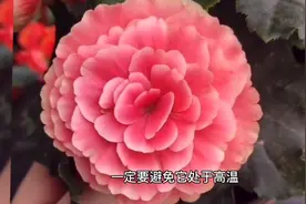 丽姐说花卉:丽格海棠不好养！温差范围小，浇水大难题！视频封面
