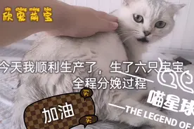 实拍猫主子给矮脚猫妈接生过程，一上午生了6只宝宝，猫妈真伟大视频封面