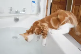 贪玩的小猫咪，家里的每一处都是它的乐园，猫咪的举动滑稽