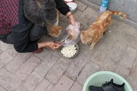 奶奶给猫咪喂食，鱼汤泡馒头，两只橘猫吃的真带劲