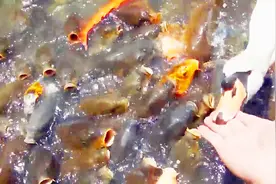 鱼池喂鱼天鹅来凑什么热闹？被啄小伙疼得嗷嗷叫！