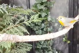 鸟友家的大鸟房，这么大的飞行笼就是为了养红嘴相思鸟