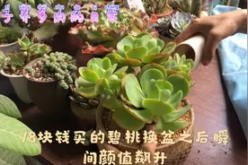 多肉碧桃换盆之后瞬间好看了，人靠衣装，肉还是得靠盆装呀视频封面