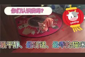 长的像个外星人吗？它是我见过的最干静、最听话、最乖的猫咪视频封面