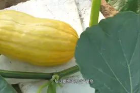 农民要想让种植的南瓜产量高，这四种肥料不可少。视频封面