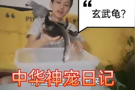 超大超长脖子的乌龟，黑呼呼酷似玄武力气特别大，玄武的原型蛇劲