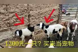 粉丝想花1200买这只小羊羔，毛色好看用来放宠物，看看值不值？