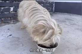 流浪狗小白和挑食狗的日常  关爱流浪动物  尊重生命  #作业#视频封面