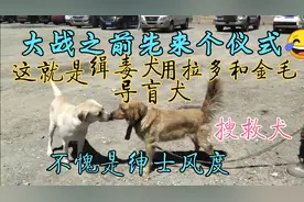 在可可西里无人区，拉布拉多大战金毛，真是初生牛犊不怕虎