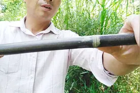 深山里这种黑竹子可做观赏和工艺品，可值钱了，朋友们你们见过吗视频封面