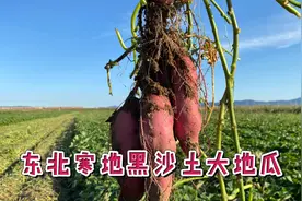 东北虎保护区寒地黑沙土大地瓜，又面又甜，你吃过么？视频封面