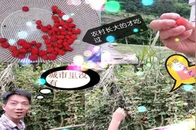 湖南常德山里面，农村野生果子成熟了，城里人想吃也吃不到的美味