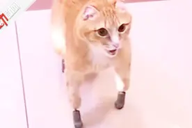 俄首只安装3D打印义肢的猫：遭主人遗弃 零下40度冻坏四肢视频封面