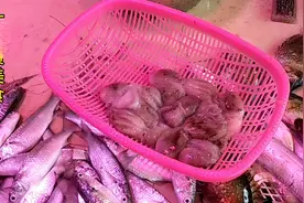 八爪鱼的做法，简单的爆炒，隔着屏幕都闻着香。